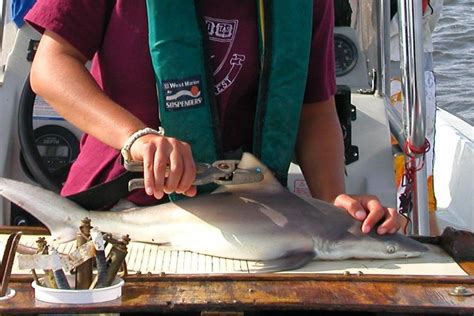 Cooperative Shark Tagging Program | NOAA Fisheries