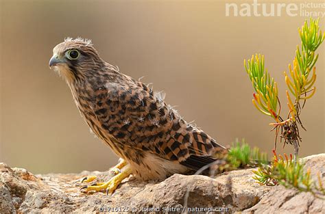 Stock Photo Of East Canarian Common Kestrel Falco Tinnunculus Dacotiae