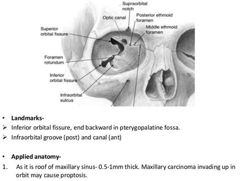 By Pd Anatomy Of The Orbit