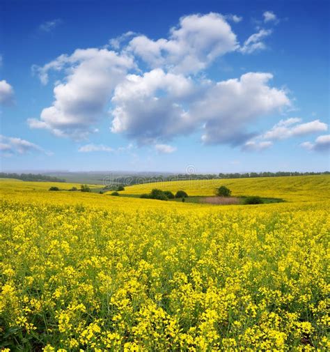 Blooming Canola Field Stock Photo Image Of Flower Blossom 29698010