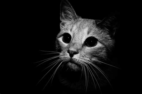 🔥 [70+] Black And White Cat Wallpapers | WallpaperSafari