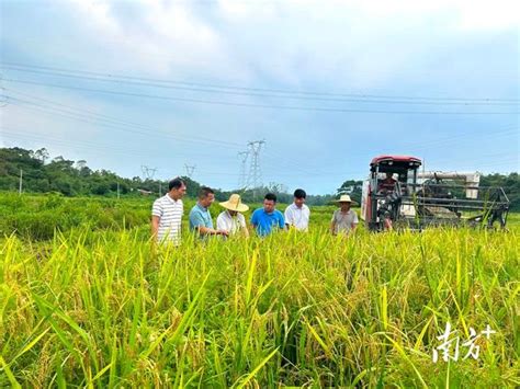 滾動直擊16日，陽春各地抓緊搶收早稻 每日頭條