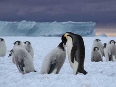 Loss of sea ice causes catastrophic breeding failure for emperor ...