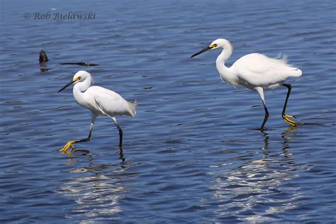 Great Egret Vs Snowy Egret