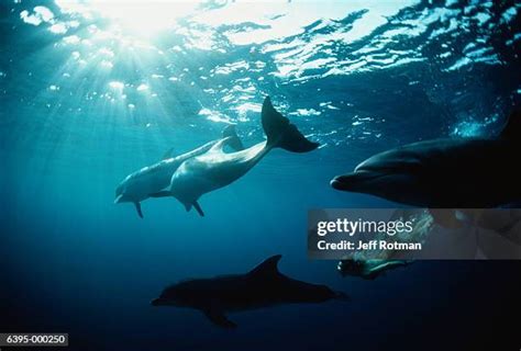 Dolphin Breathing Photos and Premium High Res Pictures - Getty Images