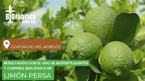 Resultados del uso de Biofertilizantes y control biológico en LIMÓN