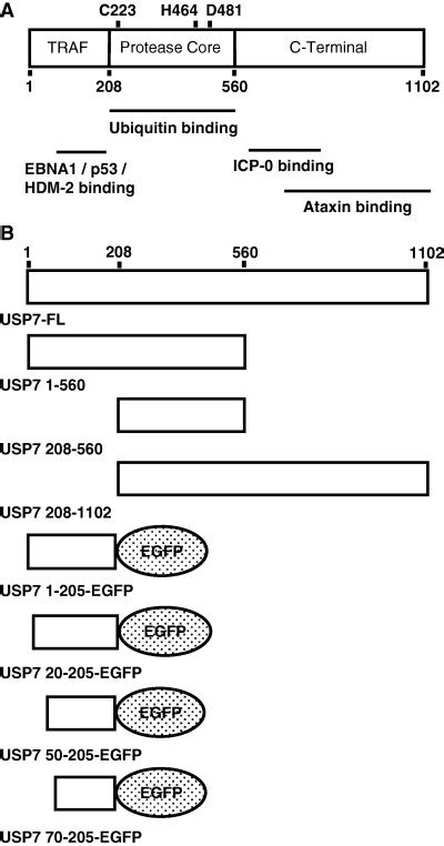 Structuralfunctional Features And Constructs Of Usp Designed For This