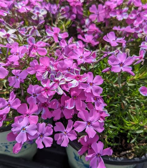 Phlox Subulata Spring Purple Spring Purple Moss Phlox From Prides