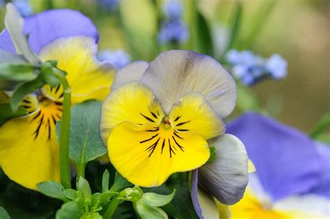 How To Grow Violas Bbc Gardeners World Magazine