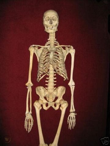 Real Human Skeleton - Antique for medical Study only | #40789549