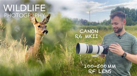 Canon R6 Mark Ii Wildlife Photography With The 100 500mm Rf Lens Roe Deer Brown Hares And More