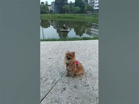 подаришь нам подписку?🤗 #dog #собакадругчеловека #собака - YouTube