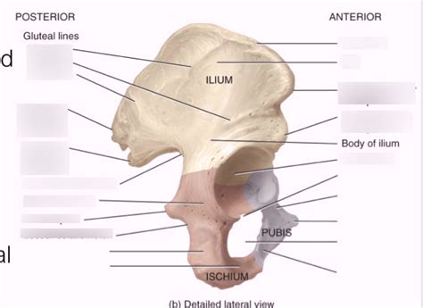 Anatomy L5 Ilium Pubis Ischium Diagram Quizlet