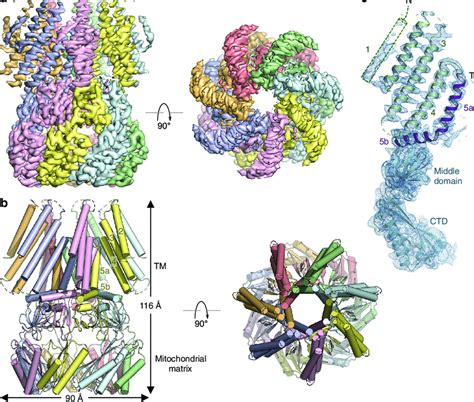 Cryo Em Structure Of Atmsl A Orthogonal Views Of The Cryo Em Density