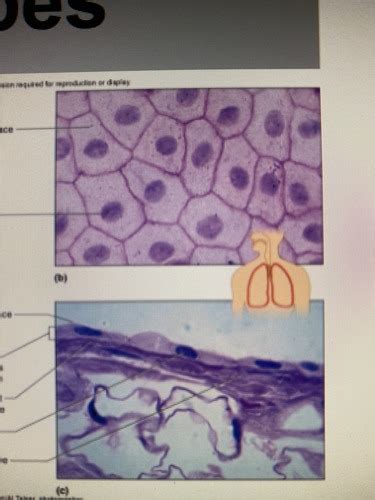 Epithelial Tissues Flashcards Quizlet