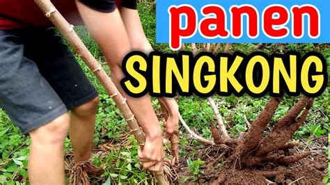 Panen Singkong Di Kebun Sendiri Youtube