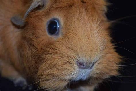 Guinea Pig Babies Facts Caring For All Pets