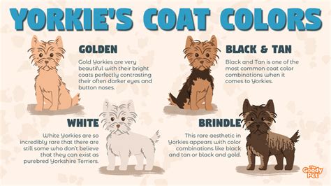 What Color Will My Yorkie Puppy Be