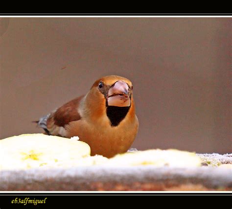 Mis Amigas Las Aves Picogordo Coccothraustes Coccothraustes