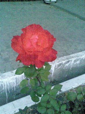 n710.jpg | Servimg.com - Free image hosting service