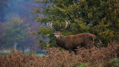 HD wallpaper: deer, horns, wood, animals, trees, nature, animal ...