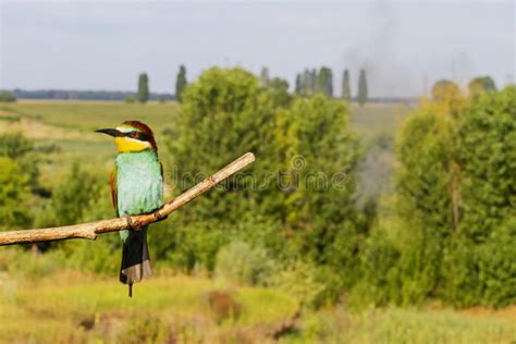 Bright Bird of Paradise Sitting on a Branch in Habitat Stock Image - Image of merops, background ...