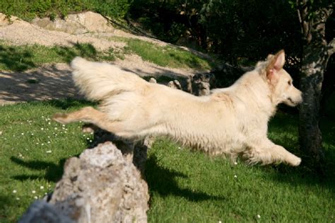 Chiot Elevage Des Eaux Vives de Tourtour eleveur et éducateur de