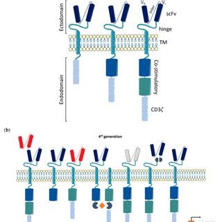 Evolution Of Chimeric Antigen Receptor Car T Cell Constructs The