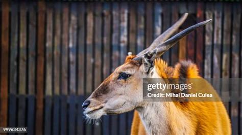 Spiral Horned Antelope Photos And Premium High Res Pictures Getty Images