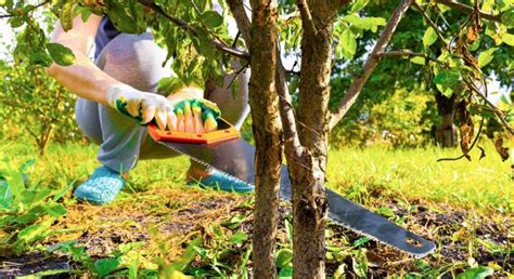 How To Choose The Right Tree Cutting Equipment For Your Needs? - homeyou