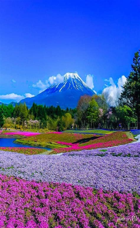 Solve Campo de flores em Yamanashi Japão jigsaw puzzle online with