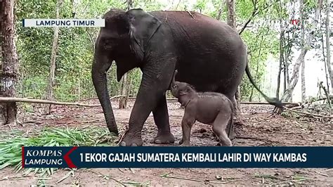 Ekor Gajah Sumatera Kembali Lahir Di Way Kambas Video Dailymotion