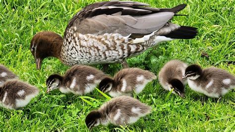 Video: Baby ducklings reunited with mum and dad | The Advertiser