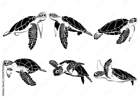 Graphic Sea Turtle Vector Illustration Of Sea Turtle Vector Of Turtle