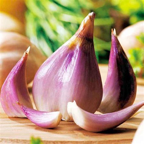 Growing Shallots How To Plant Shallots In Fall Almanac