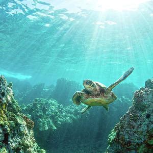 Sea Turtle Hawaii Photograph By M M Sweet Fine Art America