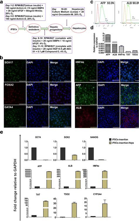 Differentiation Of Ipscs Into Hepatocytes And Characterization Of