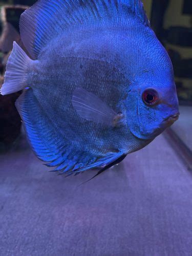 High Bodied Blue Diamond Discus With Deep Blue Gene