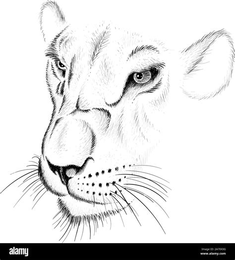 Female Lion Face Drawing