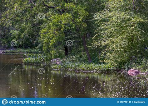 Green Trees On The Lake Landscape Stock Image Image Of Springtime