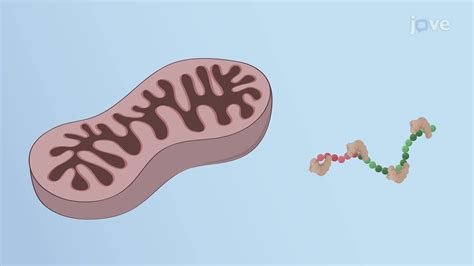 Mitochondrial Protein Sorting Concept Cell Biology Jove