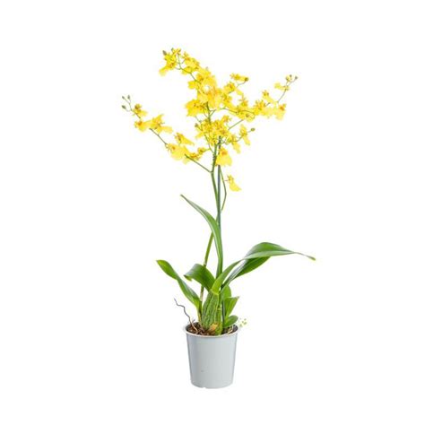 Orchidée Oncidium Munsterland pot Ø12xH50 cm