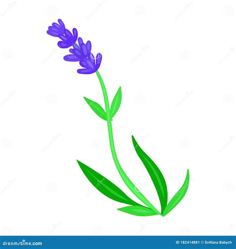 Lavender Vector Iconcartoon Vector Icon Isolated On White Background