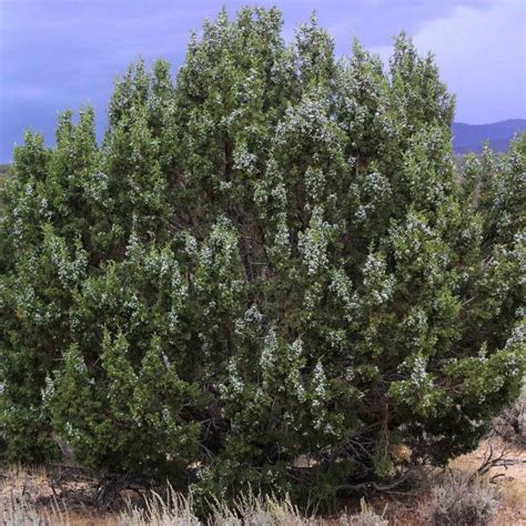 Buy Utah Juniper (Juniperus Osteosperma) 10+ seeds online :: Seeds ...