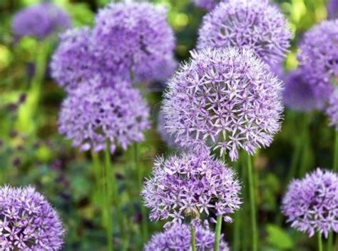 The Large Purple Flowers Of Ornamental Garlic Garlic Flower Purple