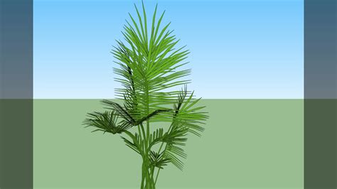 Palm Tree 3d Warehouse