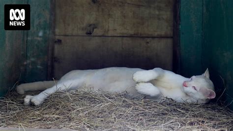 An albino ocelot is the first of its kind found in Colombia after being ...