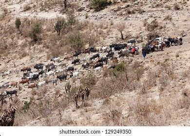 274 Cattle Maasai Herd Images, Stock Photos & Vectors | Shutterstock