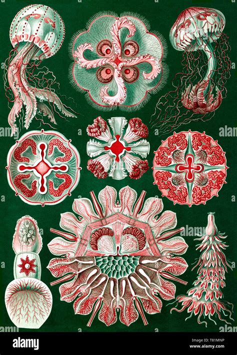 ernst haeckel discomedusae jellyfish stock photo alamy