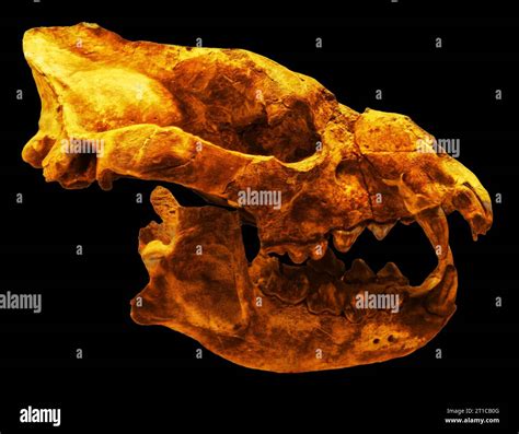 Photo Skull Hyenas Late Miocenefossil Animals Paleontology Stock